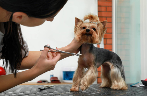 Professional groomer giving stylish haircut to cute dog in pet beauty salon - Φωτογραφία, εικόνα