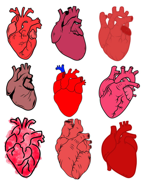 Conjunto de corazón humano sobre fondo blanco - Foto, imagen