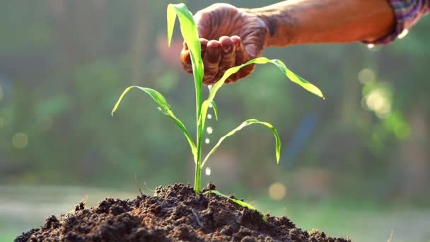 Manos regando plantas jóvenes que crecen en germinación en suelo fértil al atardecer. - Imágenes, Vídeo