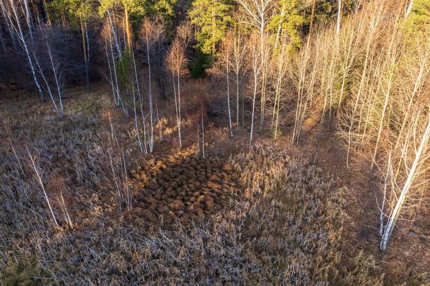 Aerial drone view of stunning colorful autumn fall forest. Drone Aerial View Concept. - Fotoğraf, Görsel