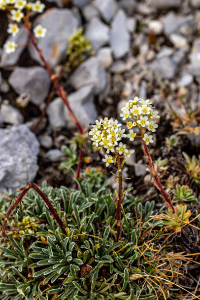 Saxifraga crustata flower growing in mountains, close up shoot - Photo, Image