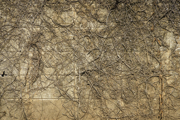 Abstracto viejo sucio hiedra oscura raíz musgoso yeso cemento hormigón pared textura y verde vid hojas de hojas verdes o el árbol de hiedra que crece naturalmente copia de fondo espacio texto o diseño - Foto, Imagen