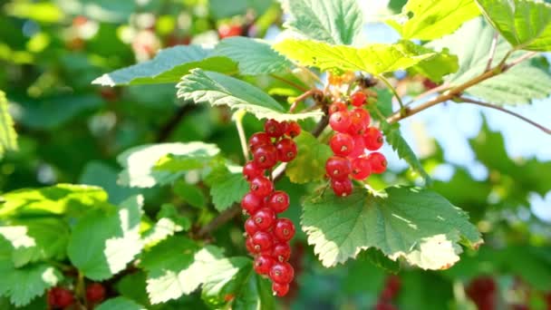 Close up of ripe redcurrant berries ready to be picked. Summer berries in the garden, red currants on the bush. Redcurrant on bush in summer sunny day. - Footage, Video