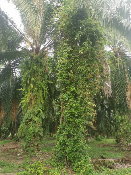 Ervas daninhas não identificadas penduradas nos ramos das palmeiras ou à sua volta. - Foto, Imagem