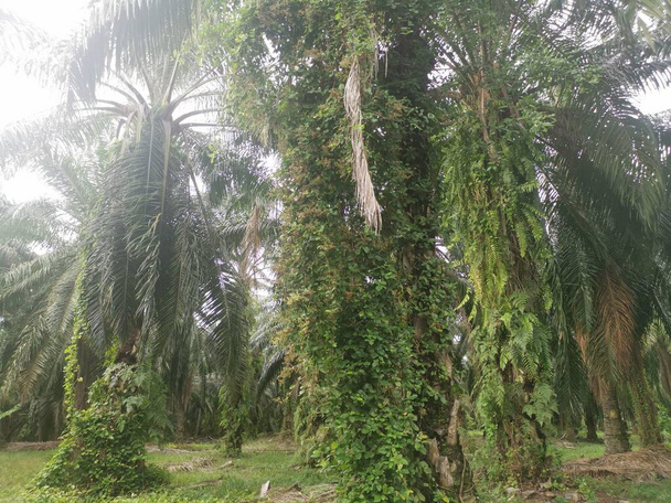 Ervas daninhas não identificadas penduradas nos ramos das palmeiras ou à sua volta. - Foto, Imagem