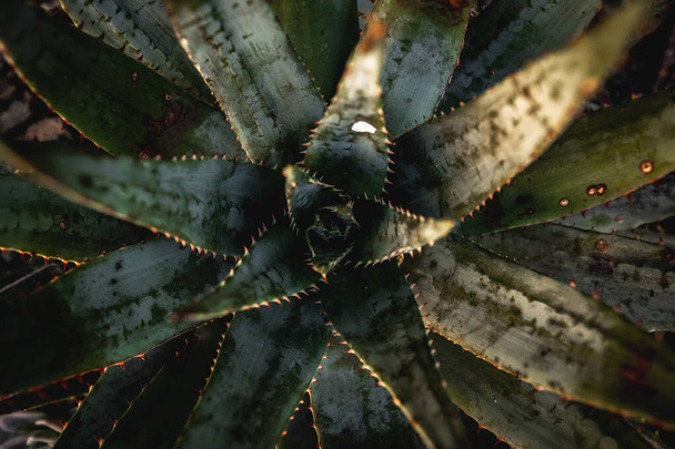 A top view of aloe vera growing in a garden under the sunlight in the afternoon - 写真・画像