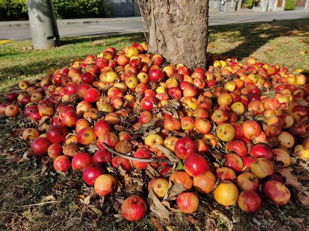 Pile of red apples being stocked around the apple tree. The tree has thick trunk. - Photo, Image