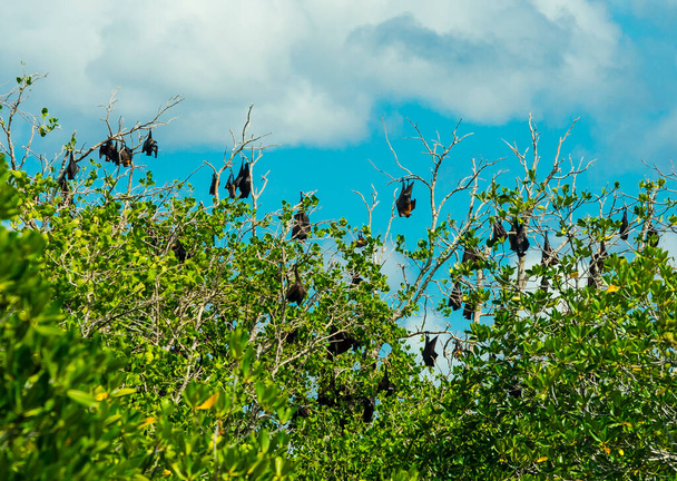Mangrov ağaçlarına tünemiş büyük uçan tilki ya da meyve yarasalarından oluşan bir koloni. Tubigon, Bohol, Filipinler 'deki Cabgan Adası' nda. - Fotoğraf, Görsel