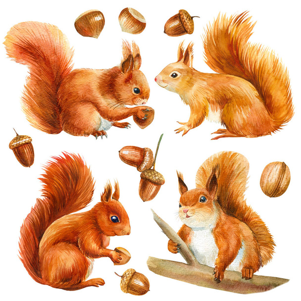 Set of squirrel and acorn, walnut, hazelnut, isolated on white background. Watercolor illustration - Photo, Image