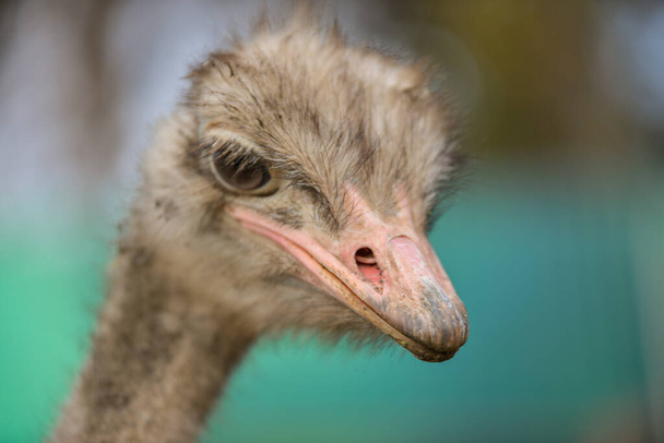  Портрет страуса - Фото, изображение