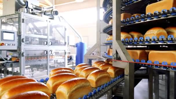 Loafs ψωμί σε ένα αρτοποιείο σε ένα αυτόματο ιμάντα μεταφοράς. Παραγωγή ψωμιού. Βιομηχανία τροφίμων - Πλάνα, βίντεο