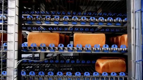 Bochníky chleba v pekárně na automatizovaném pásovém dopravníku. Produkce chleba. Potravinářství - Záběry, video