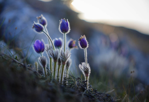 Flor de crocus flavus silvestre púrpura o pulsatilla (flor pascual) que crece al atardecer al aire libre. Signo temprano de primavera. - Foto, Imagen