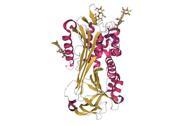 Plasman beeta-antitrombiini III:n rakenne. 3D sarjakuva malli liitteenä hiilihydraattijäämiä esitetty, toissijainen rakenne värimaailma, PDB 1e04, valkoinen tausta - Valokuva, kuva