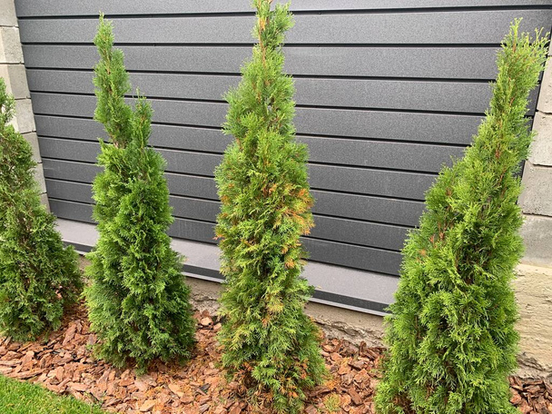 Disease and treatment of green thuja. Sick thuja among the plants in the garden. Yard improvement, green spaces and maintenance. - Photo, Image