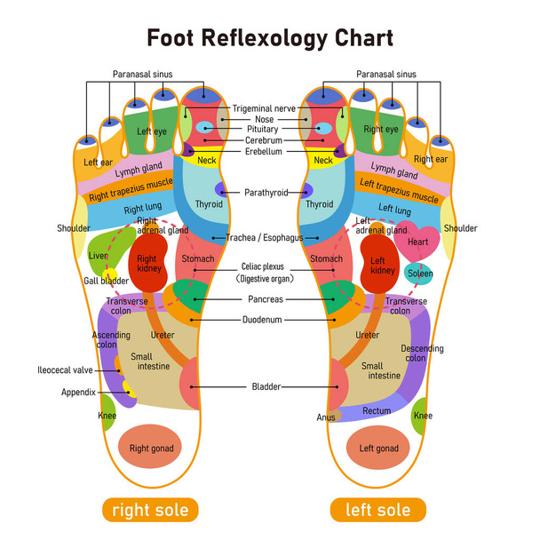 Ilustración de la zona de reflejos y puntos de acupuntura en la planta del pie - Vector, Imagen