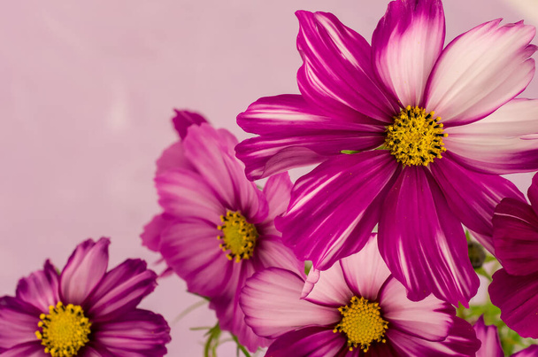 cosmos flower isolated on a textured purple background - Photo, Image