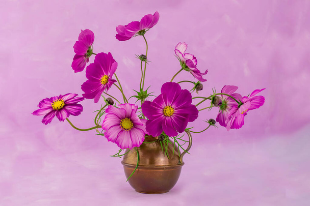Cosmos kukka eristetty kuvioitu violetti tausta - Valokuva, kuva