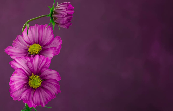 flor del cosmos aislada sobre un fondo púrpura texturizado - Foto, Imagen