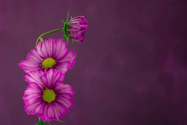 kosmos bloem geïsoleerd op een getextureerde paarse achtergrond - Foto, afbeelding