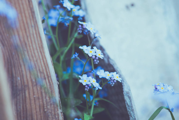 beautiful flowers in the garden - Fotó, kép