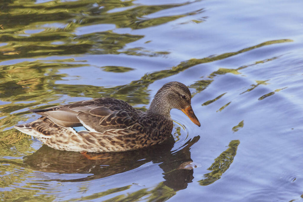 A wild duck swims in the pond on the water - Foto, Imagen