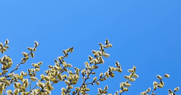 Козлиная ива, ива, расцветает весной в ясный день на фоне неба. - Фото, изображение