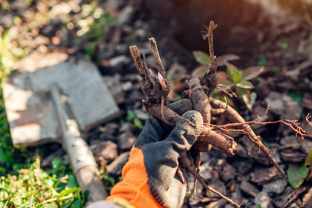 Kertész ültetés csupasz gyökerű bazsarózsa gumók a talajban őszi kertben segítségével lapát. Őszi szaporítási munka. Bimbóhagyma - Fotó, kép