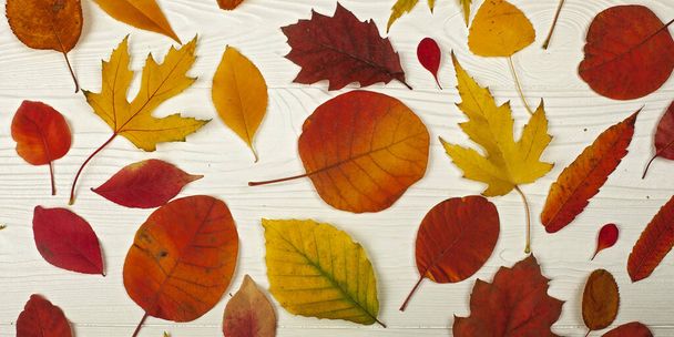 Different bright autumn  leaves  on the white wooden background - Photo, image