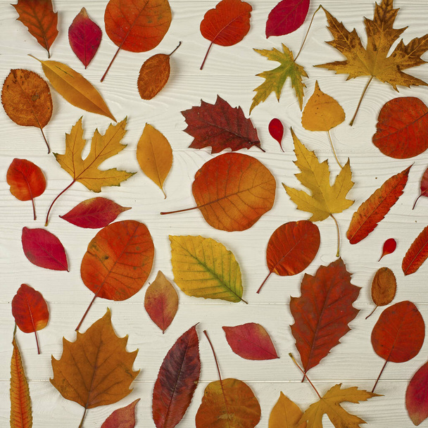 Diferentes folhas de outono brilhantes no fundo de madeira branco - Foto, Imagem