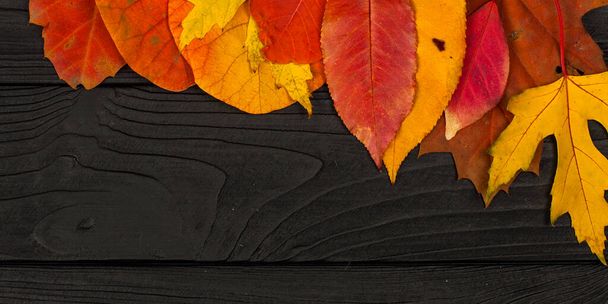 黒い木の背景に様々な種類のカラフルな秋の葉 - 写真・画像