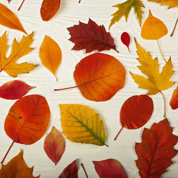 Διαφορετικά φωτεινά φθινοπωρινά φύλλα στο λευκό ξύλινο φόντο - Φωτογραφία, εικόνα