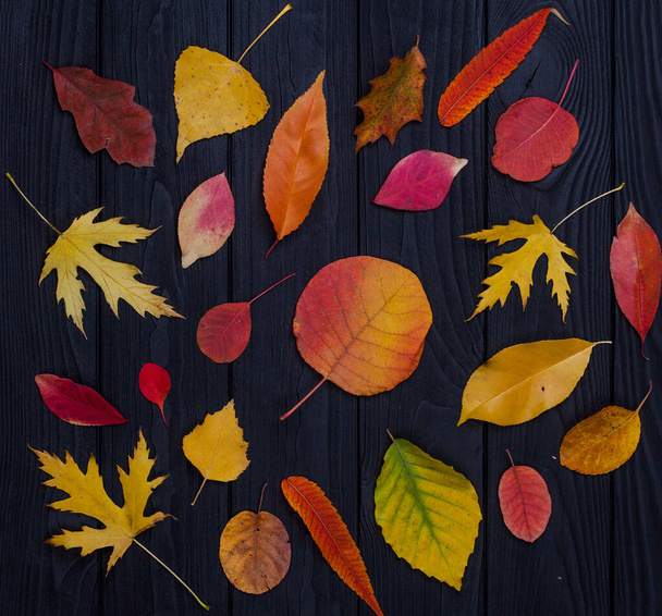 Verschiedene Arten bunte Herbstblätter auf schwarzem Holz-Hintergrund - Foto, Bild