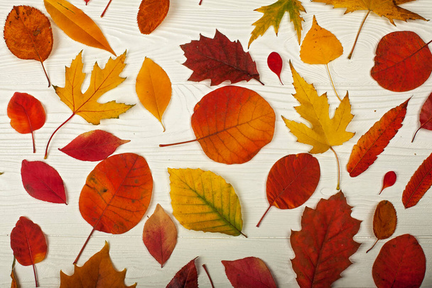 Différentes feuilles d'automne lumineuses sur le fond en bois blanc - Photo, image