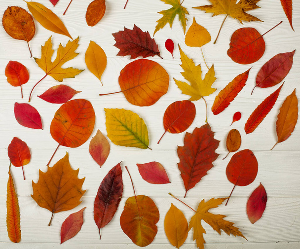 Different bright autumn  leaves  on the white wooden background - Foto, imagen
