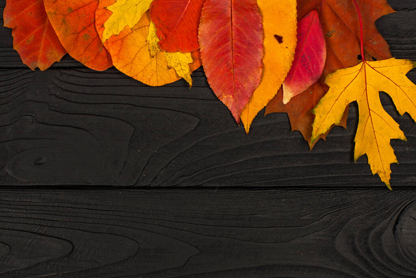 Different kinds colourful  autumn leaves on the black wood background - Фото, изображение