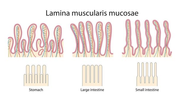 Diferença de mucosas de estômago, intestinos delgados e grandes - Foto, Imagem