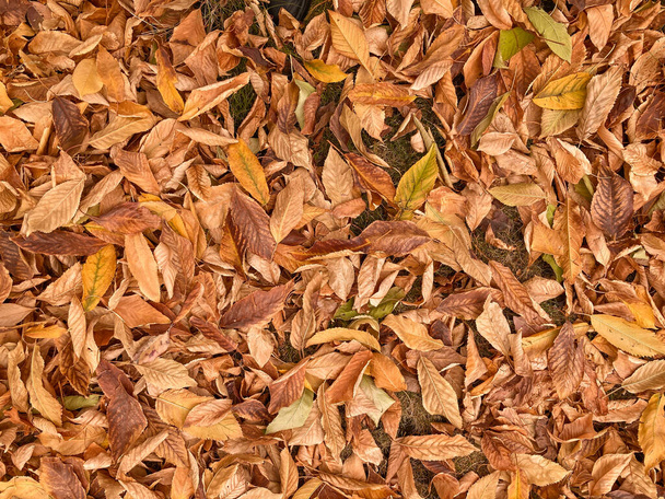 Background and texture of autumn leaves - Foto, Imagem