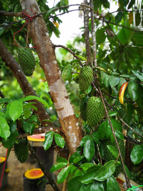 Jovem não maduro Soursop em uma árvore. Conhecido por ter benefícios médicos e saudáveis. Popular como bebidas de suco no Sudeste Asiático. - Foto, Imagem