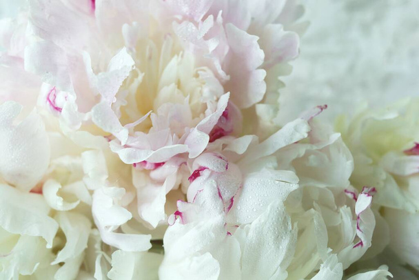 Pétalos de peonía rosa fresca, concepto de fondo para la invitación a la boda, felicitaciones, Día de San Valentín  - Foto, imagen
