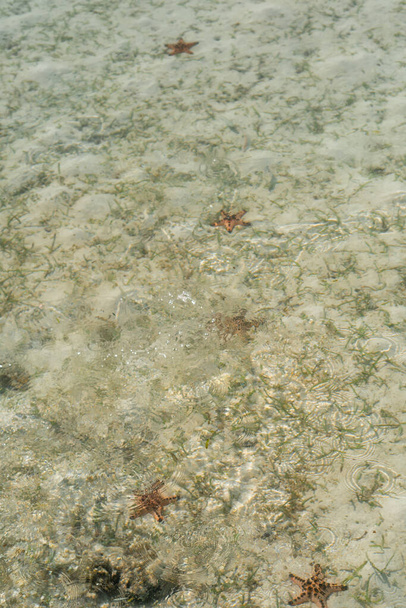 Estrella de mar en el fondo del mar de Celebes - Foto, Imagen