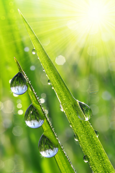 dew drops close up - Photo, Image