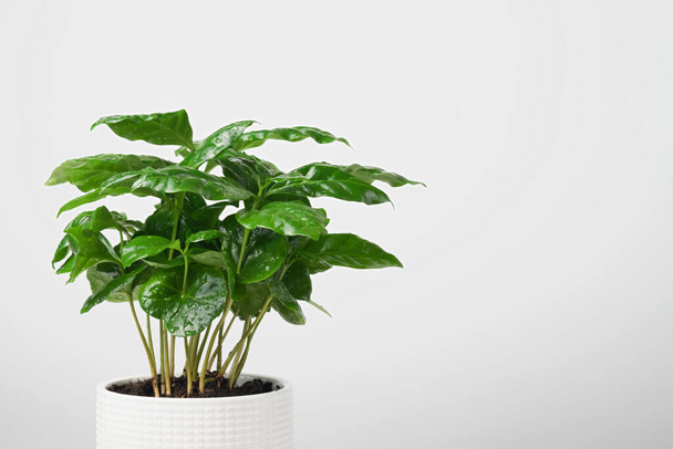 Houseplant, potted flower on a white background - Foto, Imagen