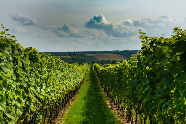 Vinha com arbustos de uvas vermelhas maduras prontas para colheita e produção de vinho. Close-ups de uvas vermelhas iluminadas pelo sol de outono. - Foto, Imagem