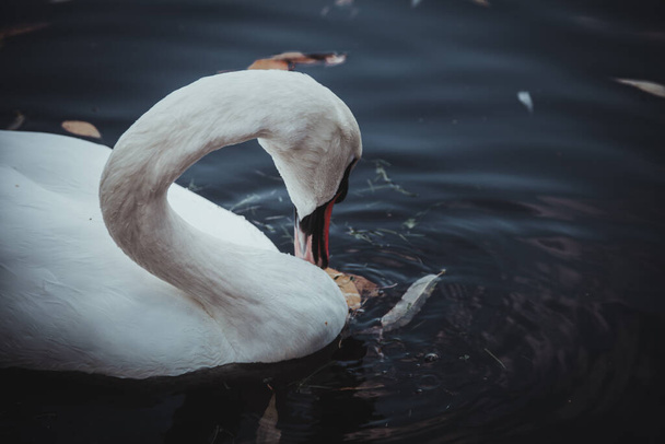 a white swan is cleaning its feathers. a graceful bird on the water. a lonely swan. - Фото, зображення