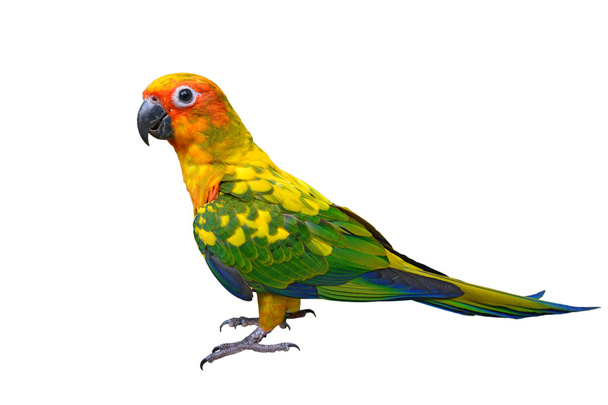 Sun Conure parrot bird - Photo, Image