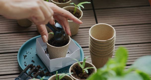 Put small water spinach sprout into paper cup - Zdjęcie, obraz