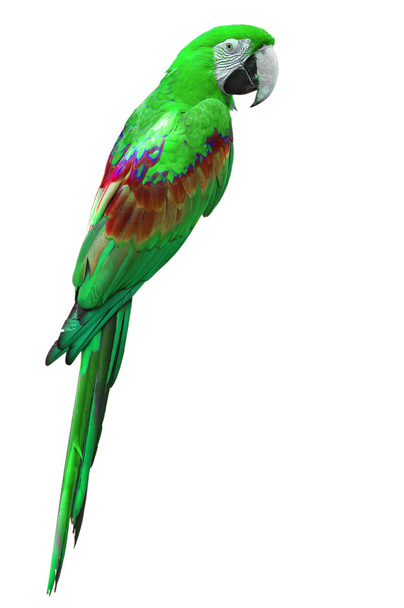 πράσινο είδος παπαγάλου - Φωτογραφία, εικόνα