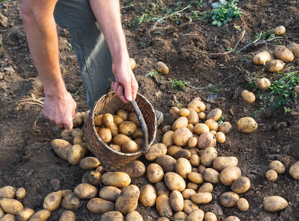 Yerden taze patatesler. Adam patates topluyor. Çiftçilik. - Fotoğraf, Görsel
