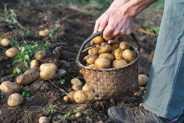 Potatoes fresh from the ground. Man collecting potatoes. Farming. - Foto, afbeelding